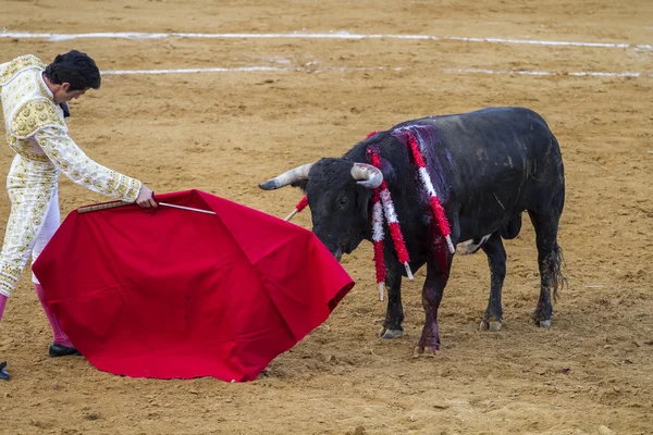 Bullfight in Camarma of Esteruelas. — Stock Photo, Image