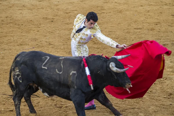 Toros en Camarma de Esteruelas . —  Fotos de Stock