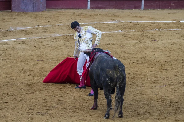 Bullfight in Camarma of Esteruelas. — Stock Photo, Image