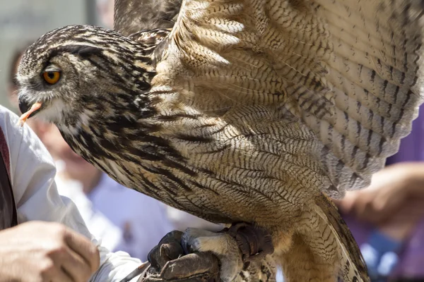 Exposição de aves de rapina, coruja dourada — Fotografia de Stock