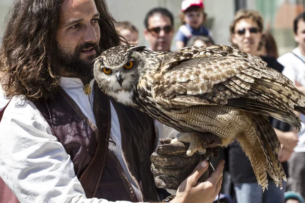 Display of birds of prey, golden owl — Stock Photo, Image