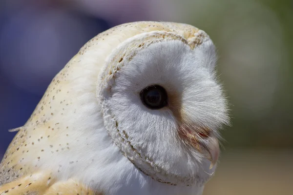 Uggla porträtt — Stockfoto