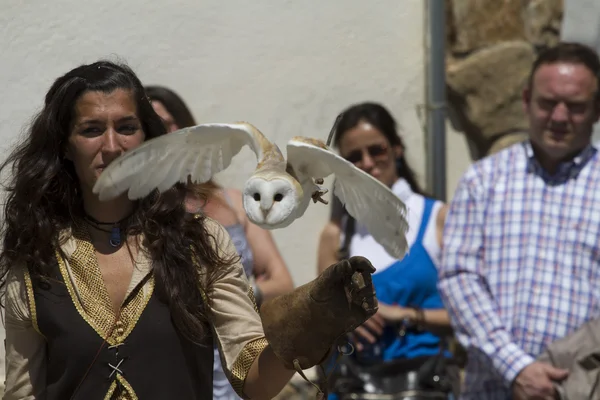 Display of birds of prey, screech owl — Stock Photo, Image