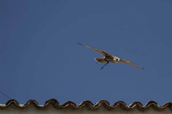 Exposition d'oiseaux de proie, aigle royal — Photo