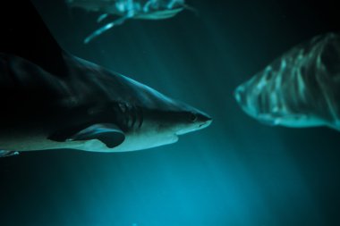 büyük köpek balığı