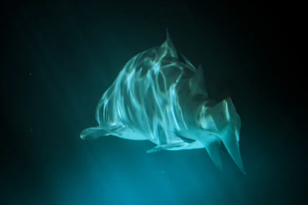 Grand requin — Photo