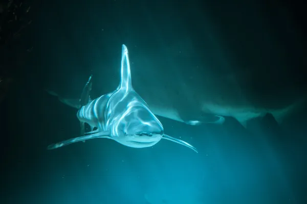 büyük köpek balığı