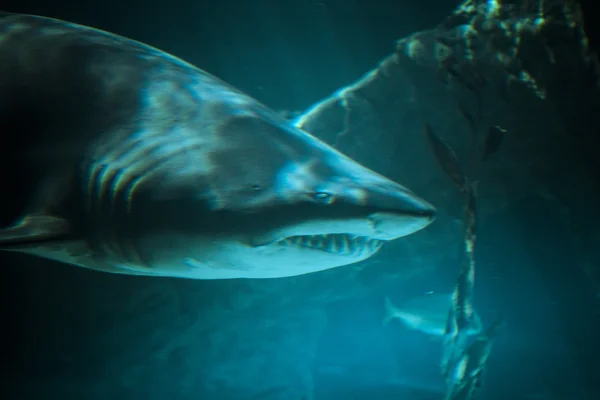 Большая акула — стоковое фото