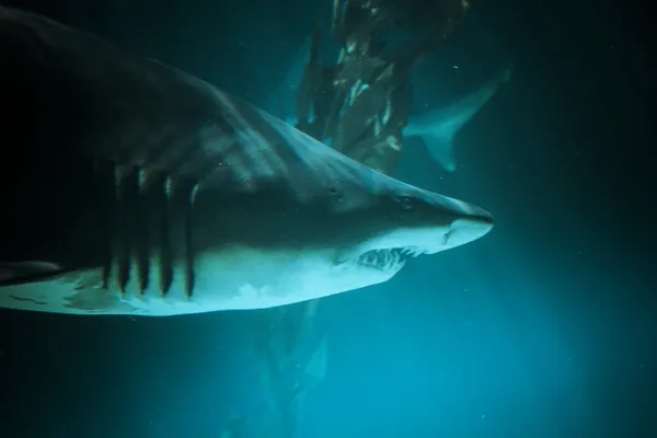 Gran tiburón —  Fotos de Stock