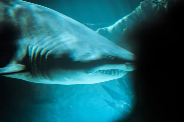 Gran tiburón —  Fotos de Stock