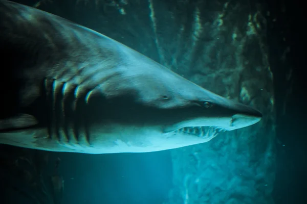 Great Shark — Stock Photo, Image