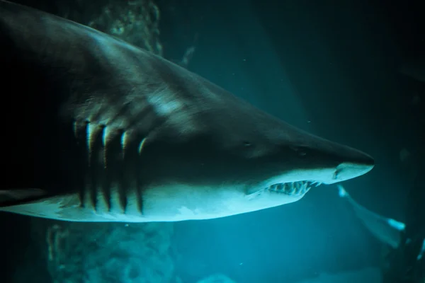 Great Shark — Stock Photo, Image