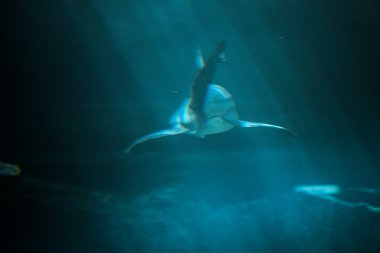 büyük köpek balığı