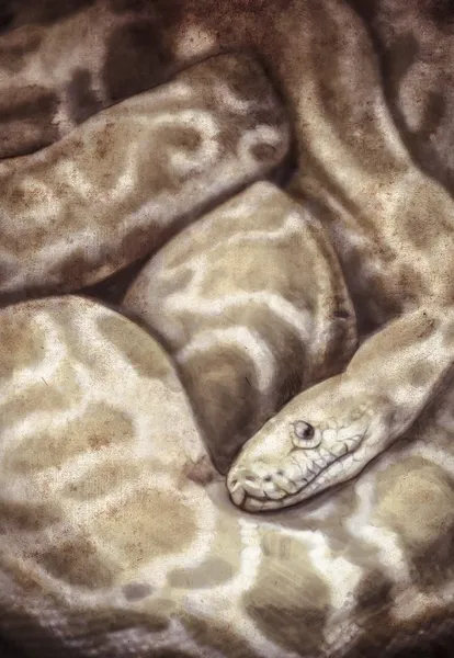 Boa constrictor — Stock Fotó