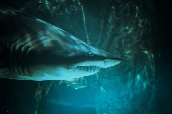 Stor haj under vattnet — Stockfoto