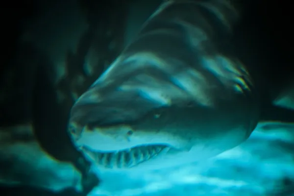 Velký žralok — Stock fotografie