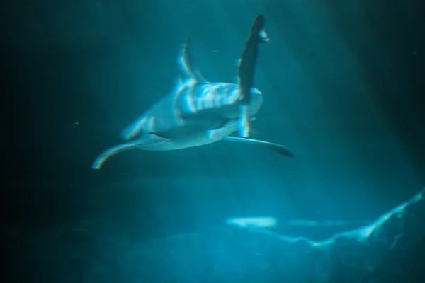 Büyük köpek balığı — Stok fotoğraf