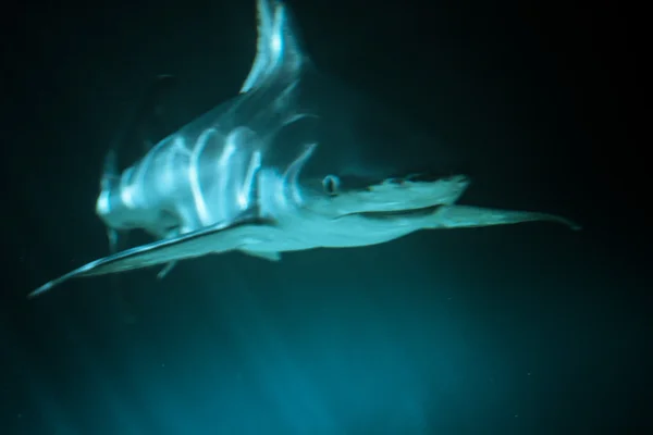 Великий акули — стокове фото