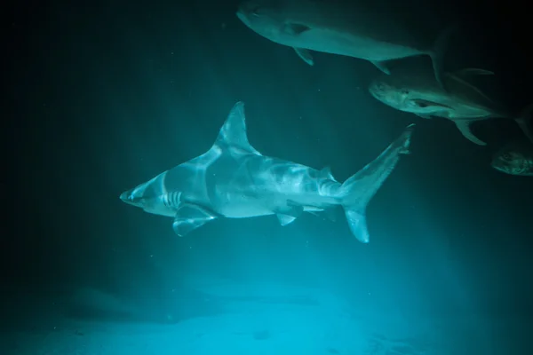 대단한 상어 — 스톡 사진