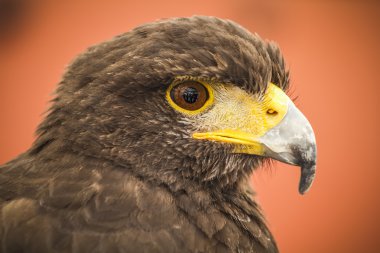 KARANLIK EAGLE