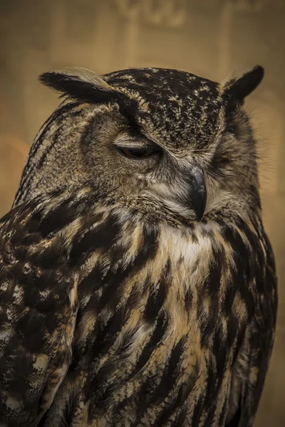 Owl portrait — Stock Photo, Image