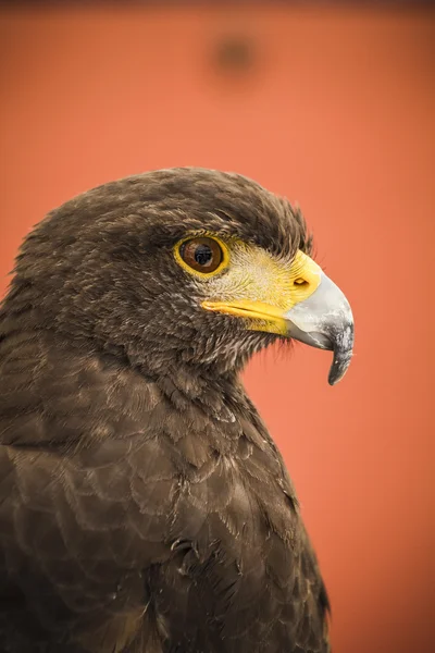 EAGLE NERO — Foto Stock