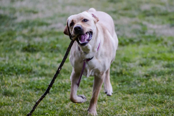 Labrador marrón corriendo — Foto de Stock
