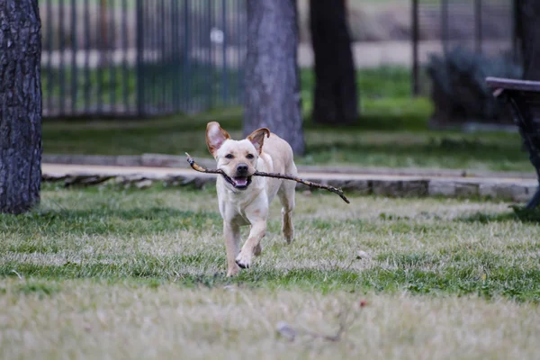 Brown labrador running — Stock Photo, Image