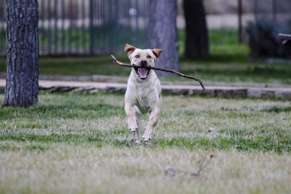 Labrador marrone in esecuzione — Foto Stock