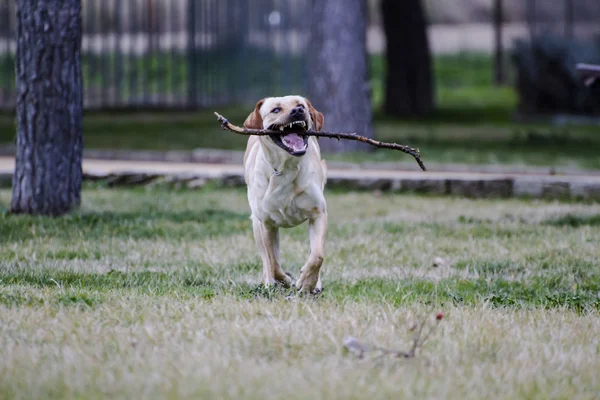 Labrador marrone in esecuzione — Foto Stock