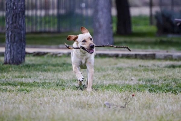 Labrador marrón corriendo —  Fotos de Stock