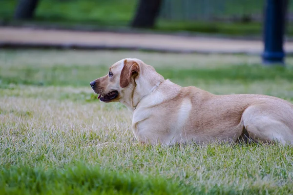 Brown labrador lies — Stock Photo, Image