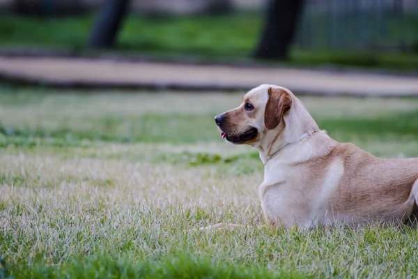 Brown labrador lies — Stock Photo, Image