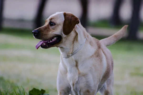 Hnědý labrador — Stock fotografie