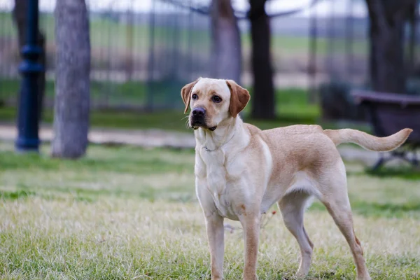 Hnědý labrador — Stock fotografie