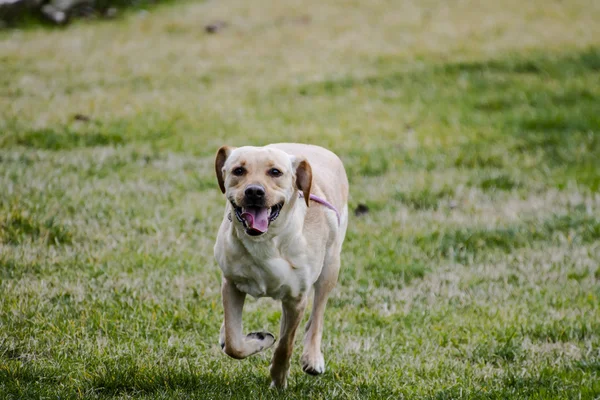 Yellow labrador in the park — Stock Photo, Image