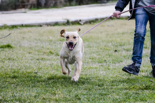 A Brown labrador running with a boy — Stock Photo, Image