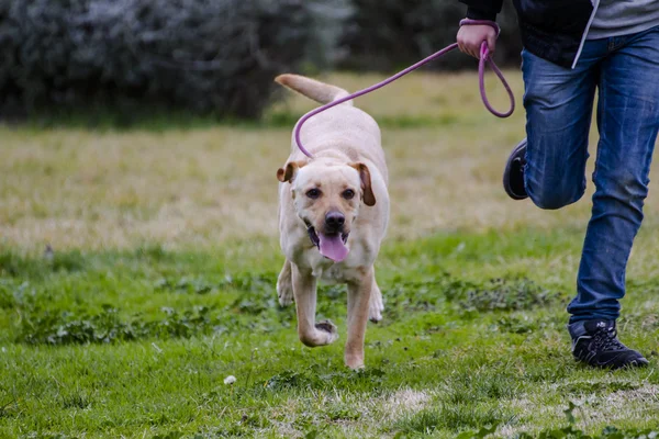 A Brown labrador running with a boy — Stock Photo, Image
