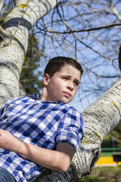 Хлопчик на дереві в парку — стокове фото