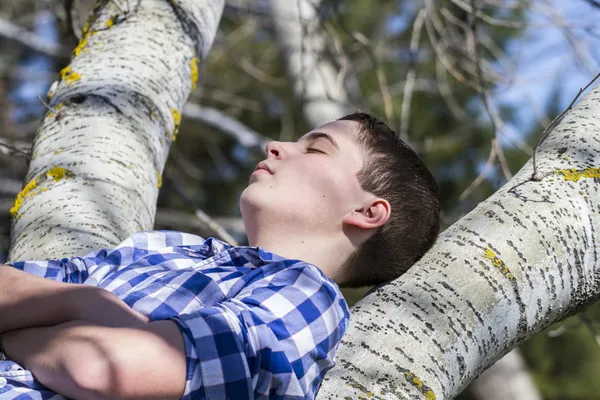 Boy on a tree in park — Stock Photo, Image