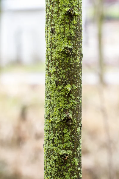 Trær med grønn mose. – stockfoto