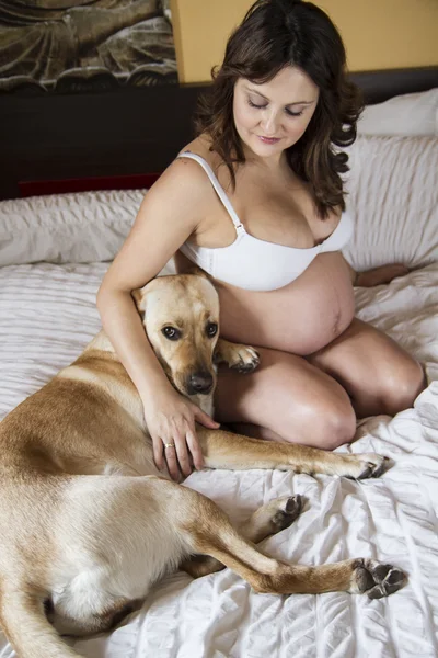 Ciąży na łóżku z labrador retriever — Zdjęcie stockowe