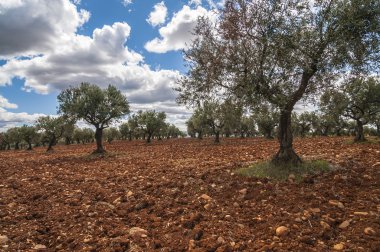 Olive field