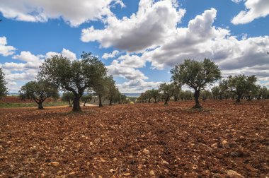 Olive field
