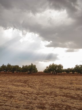 Olive field
