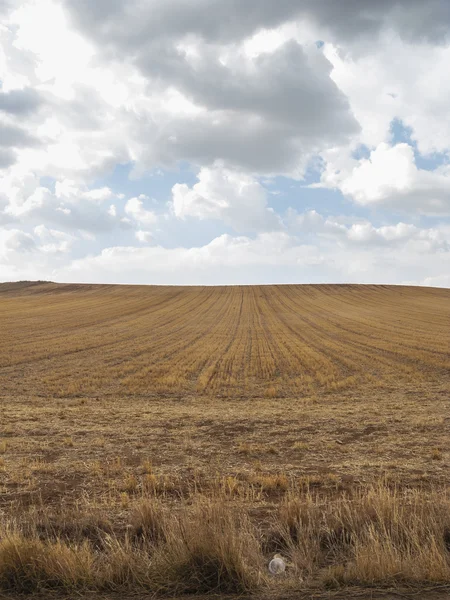 Olivolja fältet — Stockfoto