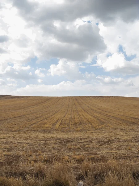 Campo d'oliva — Foto Stock