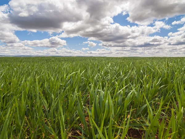 Paysage avec herbe verte. — Photo