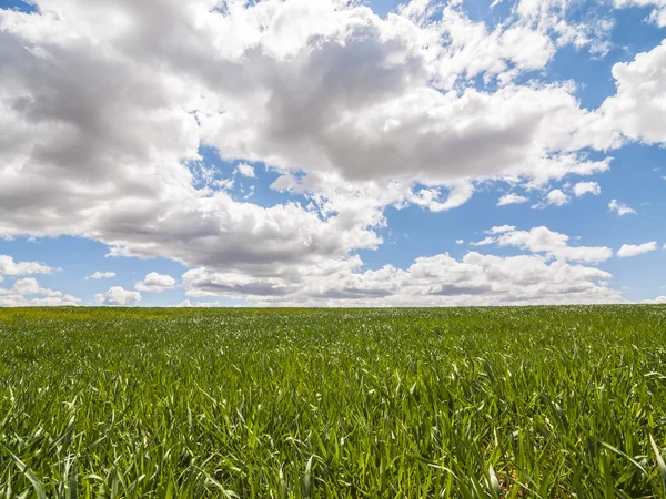 Landschaft mit grünem Rasen. — Stockfoto
