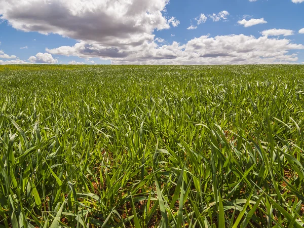 Landschaft mit grünem Rasen. — Stockfoto